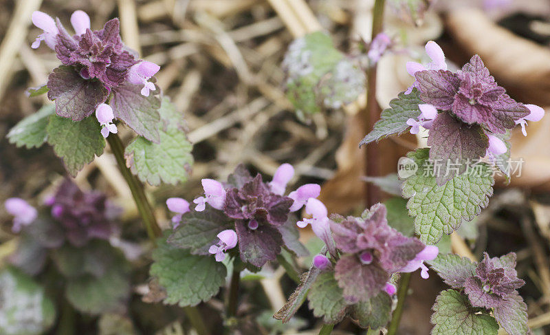 红色死虫(Lamium purpureum)